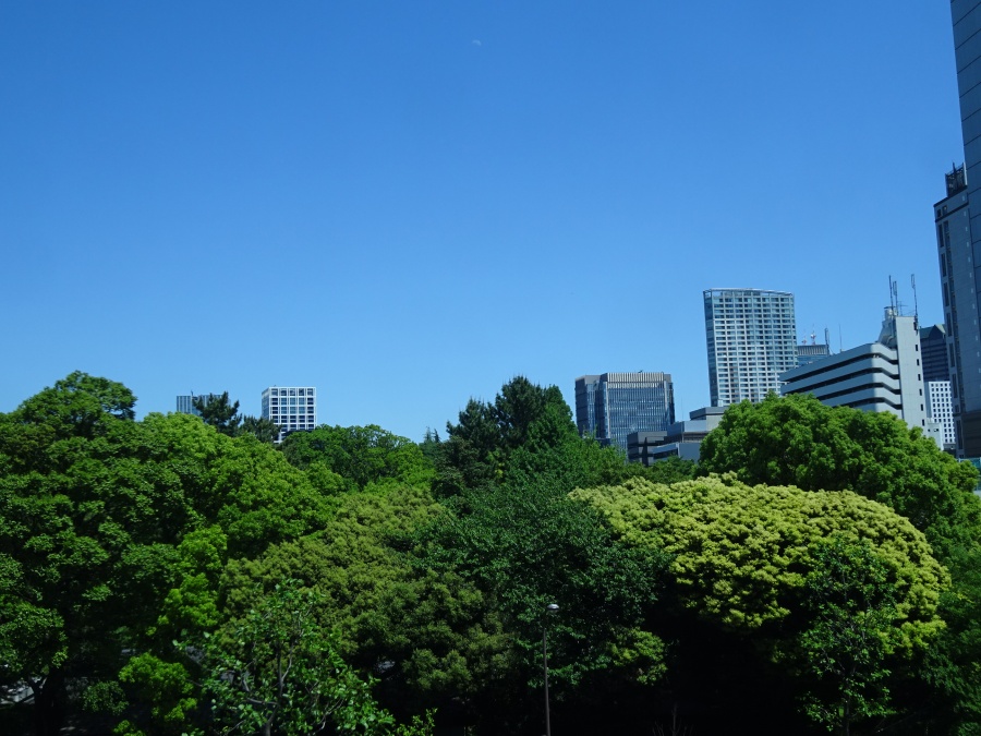 赤坂御所の緑が眼前に拡がる眺望